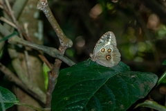 Dasyophthalma creusa