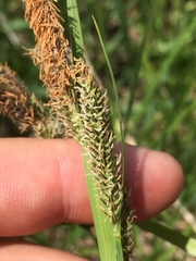 Carex stricta
