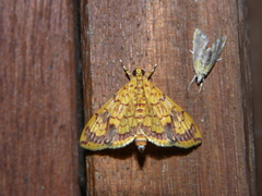 Portentomorpha xanthialis