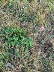 Trifolium pratense