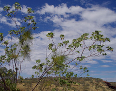 Gossypium robinsonii