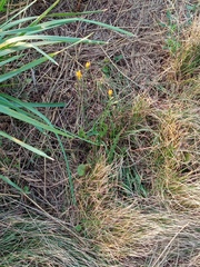 Scorzoneroides autumnalis