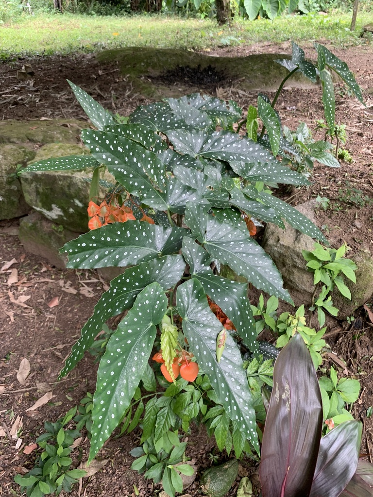 Begonia corallina