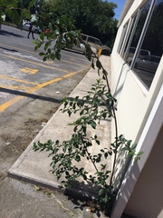 Ehretia anacua