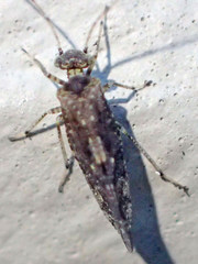 Myopsocus