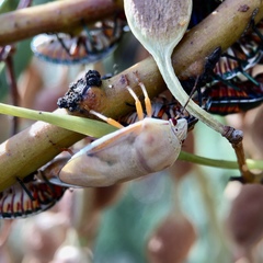 Coleotichus costatus