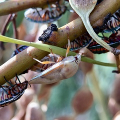 Coleotichus costatus