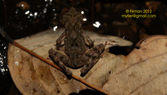 Leptophryne borbonica