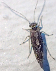 Myopsocus