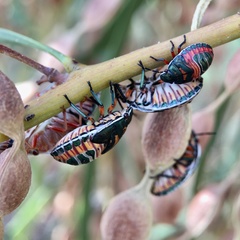 Coleotichus costatus