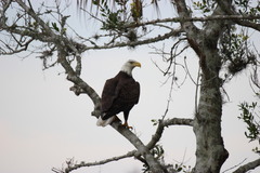 Haliaeetus leucocephalus