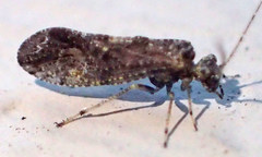 Myopsocus