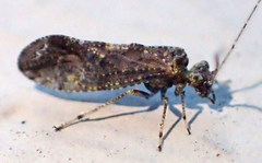 Myopsocus