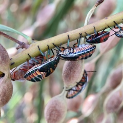 Coleotichus costatus