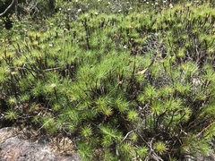 Borya septentrionalis