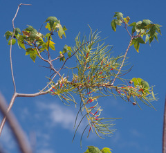 Gossypium robinsonii
