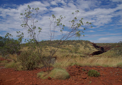 Gossypium robinsonii