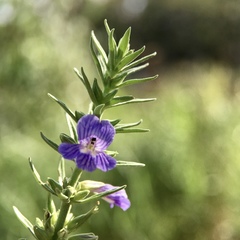 Stemodia florulenta