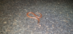 Brachyurophis australis