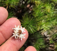 Borya septentrionalis