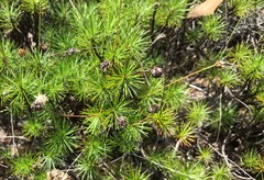 Borya septentrionalis