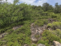 Borya septentrionalis