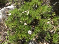 Borya septentrionalis