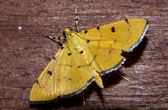 Lygropia cernalis