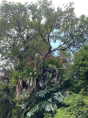 Vriesea philippocoburgi