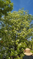Aspidosperma pyrifolium