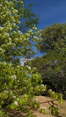 Aspidosperma pyrifolium