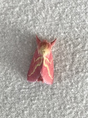 Hyparpax aurora