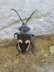 Calocomus desmarestii