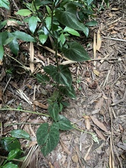 Dioscorea dodecaneura