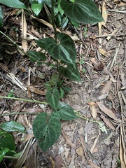 Dioscorea dodecaneura