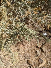 Atriplex lentiformis breweri