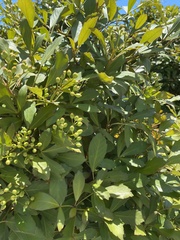 Pseudopanax lessonii