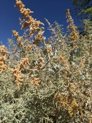 Atriplex lentiformis breweri