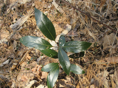 Machilus thunbergii