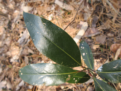 Machilus thunbergii