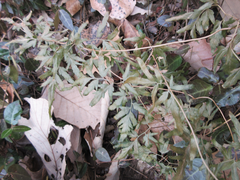 Lygodium japonicum