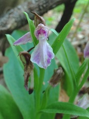 Galearis spectabilis