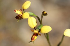 Diuris laxiflora
