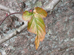 Rubus corchorifolius