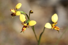 Diuris laxiflora