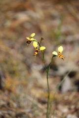 Diuris laxiflora