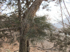 Juniperus rigida
