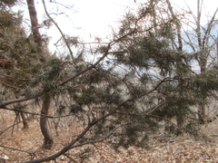 Juniperus rigida