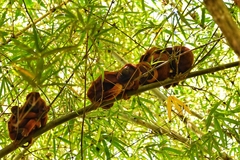 Alouatta macconnelli