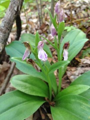 Galearis spectabilis